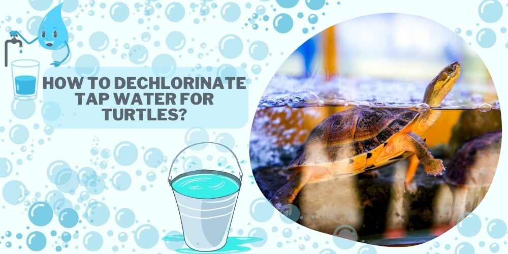 How To Dechlorinate Tap Water For Turtles